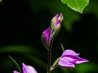 Sonnenlicht auf Rotem Waldvögelein Orchidee